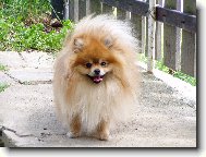 Deutscher spitz - Zwerspitz, German Spitz - Pomeranian