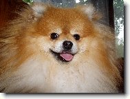 Deutscher spitz - Zwerspitz, German Spitz - Pomeranian