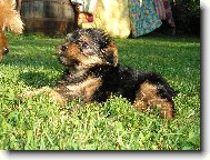 Jorkrsk terier, Yorkshire Terrier,