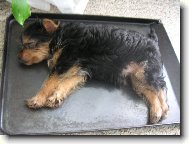 Jorkrsk terier, Yorkshire Terrier,