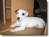 Jack russell terrier \\\\\(Dog standard\\\\\)