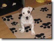 Jack Russell Terrier