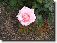 Rosa