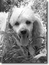 Poodle, Caniche