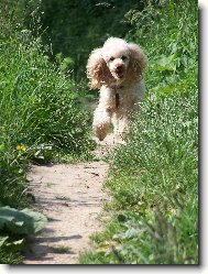 Poodle, Caniche