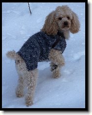 Poodle, Caniche