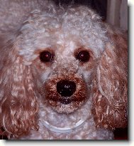 Poodle, Caniche