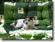 Jack russell terrier \\\\\(Dog standard\\\\\)