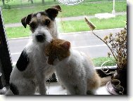 Jack Russell Terrier