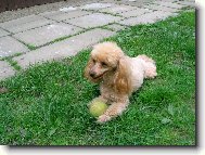 Poodle, Caniche