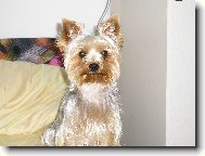 Jorkrsk terier, Yorkshire Terrier,