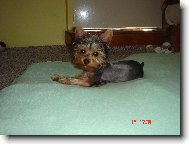 Jorkrsk terier, Yorkshire Terrier,