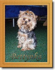 Jorkrsk terier, Yorkshire Terrier,