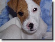 Jack Russell Terrier