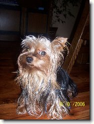 Jorkrsk terier, Yorkshire Terrier,