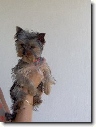 Jorkrsk terier, Yorkshire Terrier,