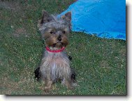 Jorkrsk terier, Yorkshire Terrier,