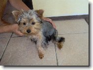 Jorkrsk terier, Yorkshire Terrier,