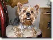 Jorkrsk terier, Yorkshire Terrier,