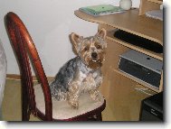 Jorkrsk terier, Yorkshire Terrier,