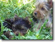 Jorkrsk terier, Yorkshire Terrier,