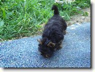 Jorkrsk terier, Yorkshire Terrier,