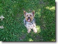 Jorkrsk terier, Yorkshire Terrier,