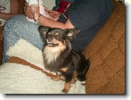 Chihuahua