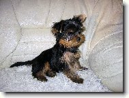 Jorkrsk terier, Yorkshire Terrier,