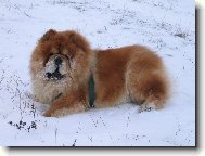 Chow Chow