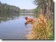 Dogue de Bordeaux