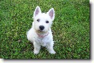 West highland white terrier \\\\\(Dog standard\\\\\)