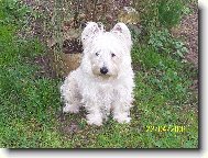 West highland white terrier \\\\\(Dog standard\\\\\)