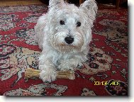 West highland white terrier \\\\\(Dog standard\\\\\)