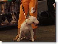 Bull Terrier