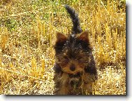 Jorkrsk terier, Yorkshire Terrier,