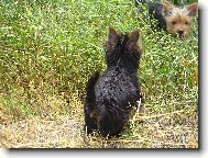 Jorkrsk terier, Yorkshire Terrier,