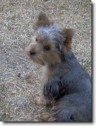 Jorkrsk terier, Yorkshire Terrier,