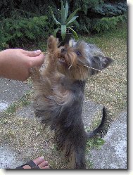 Jorkrsk terier, Yorkshire Terrier,