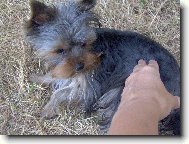 Jorkrsk terier, Yorkshire Terrier,