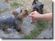 Jorkrsk terier, Yorkshire Terrier,