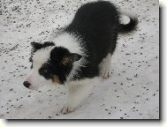 Border Collie