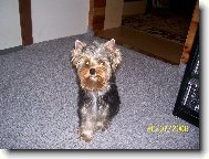 Jorkrsk terier, Yorkshire Terrier,