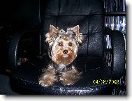 Jorkrsk terier, Yorkshire Terrier,