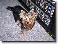 Jorkrsk terier, Yorkshire Terrier,