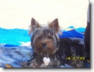 Jorkrsk terier, Yorkshire Terrier,