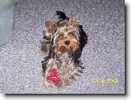 Jorkrsk terier, Yorkshire Terrier,