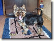 Jorkrsk terier, Yorkshire Terrier,