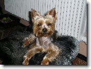 Jorkrsk terier, Yorkshire Terrier,