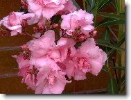 Nerium oleander